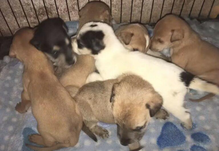 Under this care, the puppies grew strong...