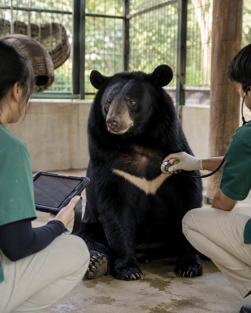 Two veterinarians conduct a calm, non-invasive health check on an Asiatic black bear.