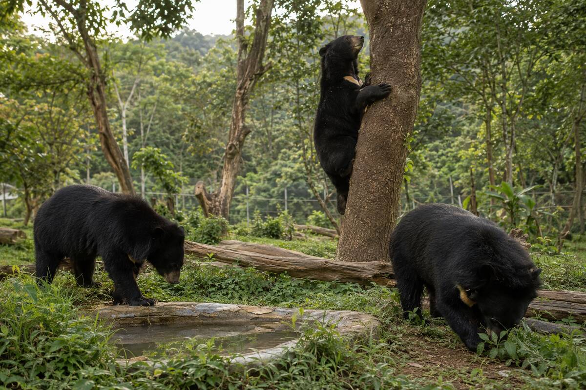 Three young moon bears foraging and climbing in a forested sanctuary enclosure