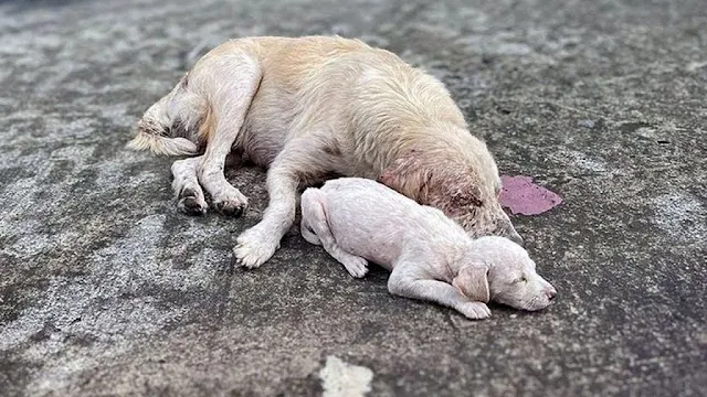 When two compassionate young women disco...