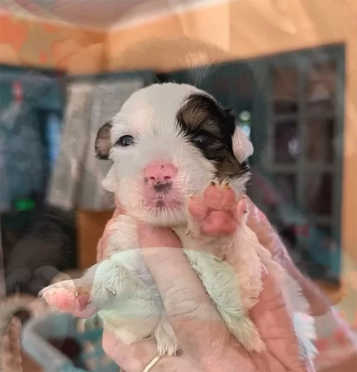 Khaleesi's legacy lives on through her p...