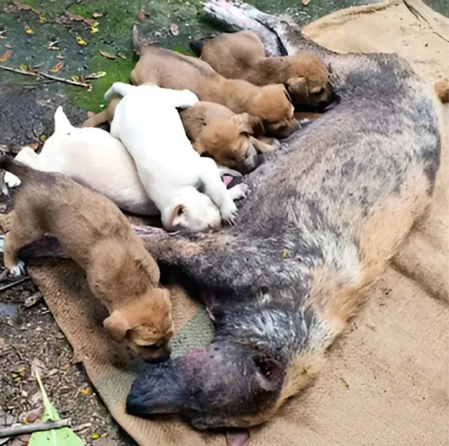 Upon the rescuers' arrival, the entire c...