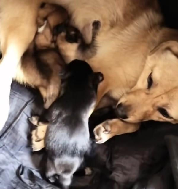 As for the mother dog, she found her for...