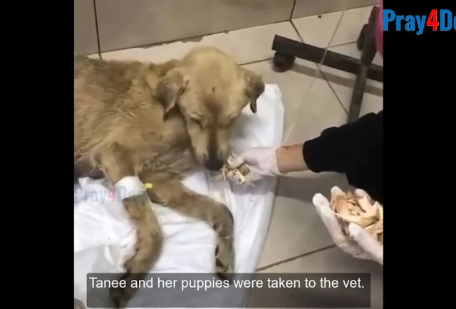 When rescuers finally arrived, Tanee was...