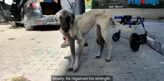 At the shelter, veterinarians attended t...