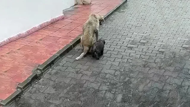 Reports of a struggling mother dog prote...