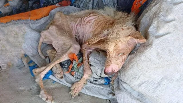 Upon his rescue, Rudy's medical diagnosi...