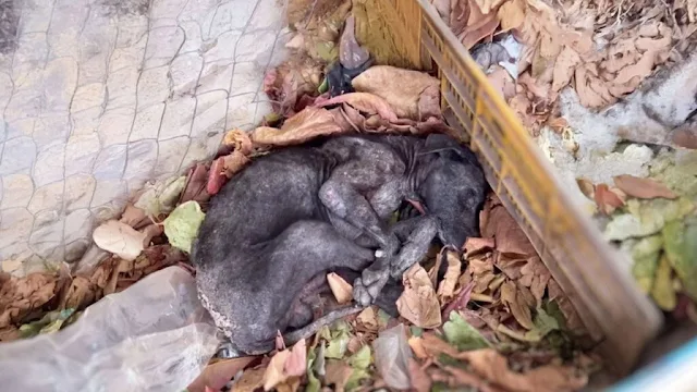 When rescuers found him, he was tremblin...