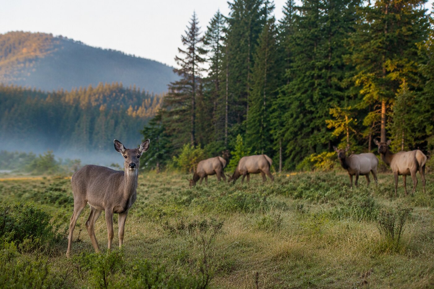 A deer and elk in a Pacific Northwest forest clearing