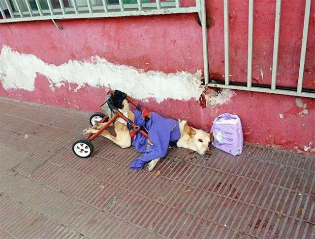 Soon after, an American family expressed...