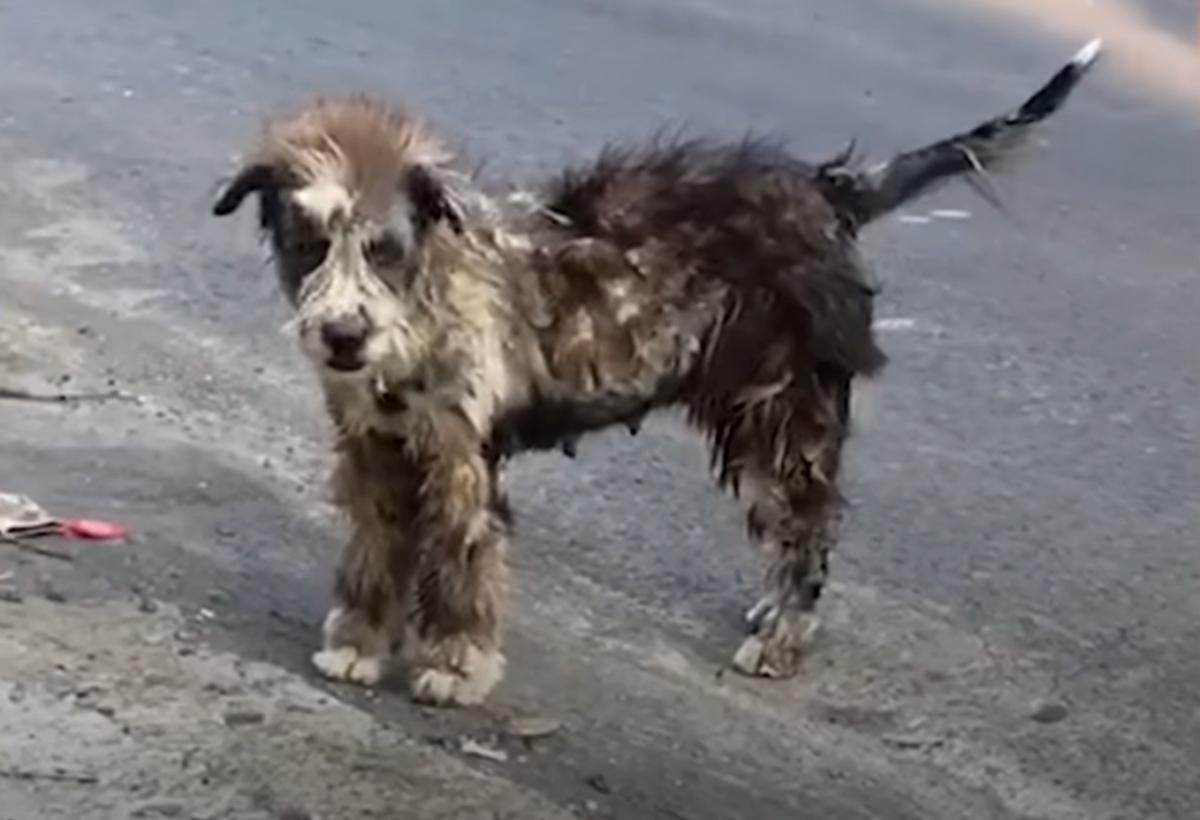As Mission Pawsible posted on Facebook, ...