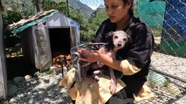 This puppy’s incredible journey from vul...