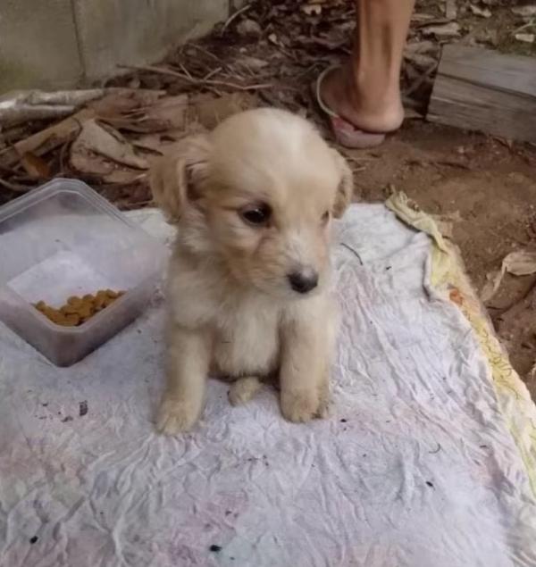 The puppy, just 45 days old, was later n...