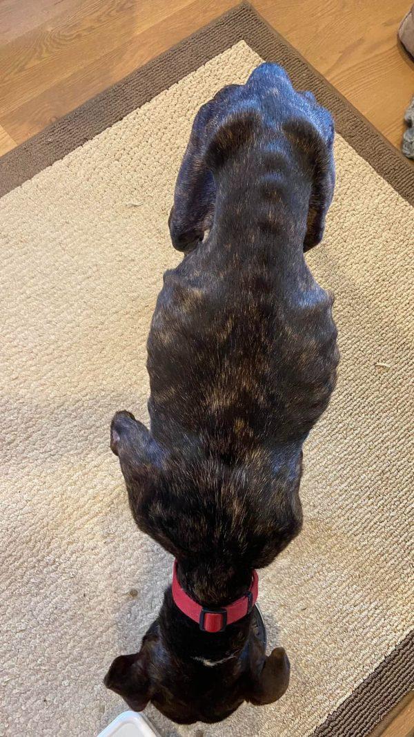 In his foster home, Brutus received the ...