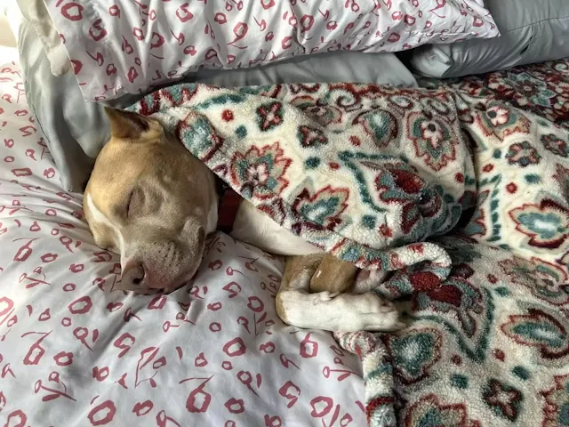 His new family can't imagine life withou...
