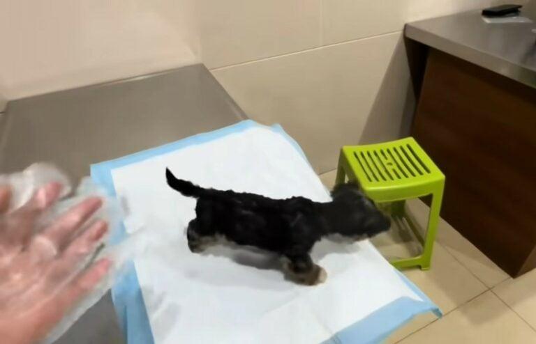 In his foster home, the puppy's health q...