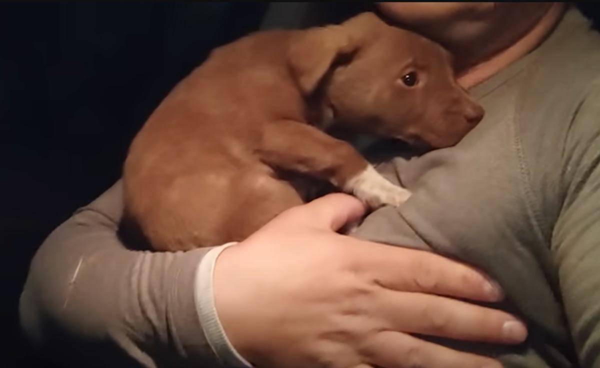 Back at home, the rescuer bathed the pup...