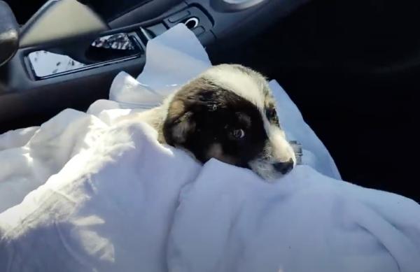 The rescuer brought the pup home, eager ...