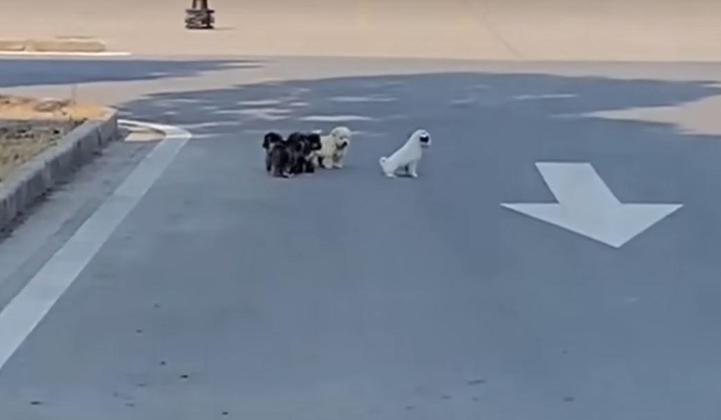 Eventually, they managed to bring the mi...