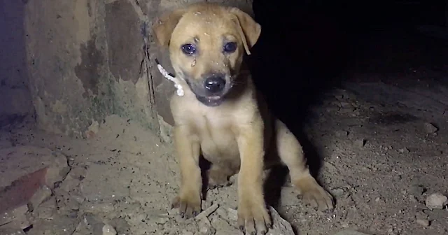 Upon their arrival, the rescuers found t...