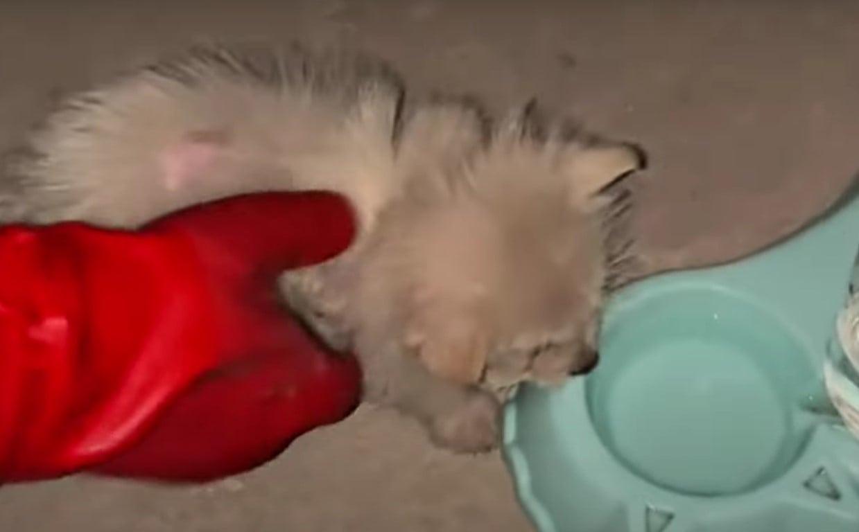 As months passed, this once-ailing pup b...