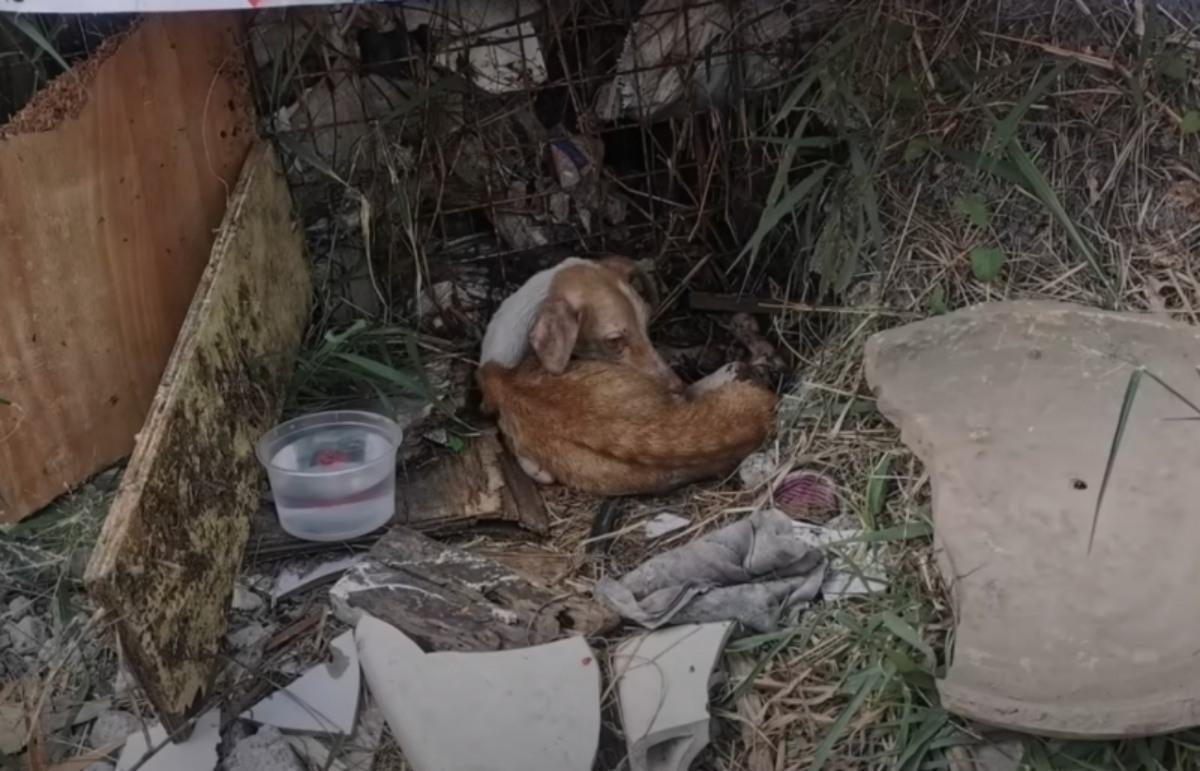 The only shelter he had found was under ...