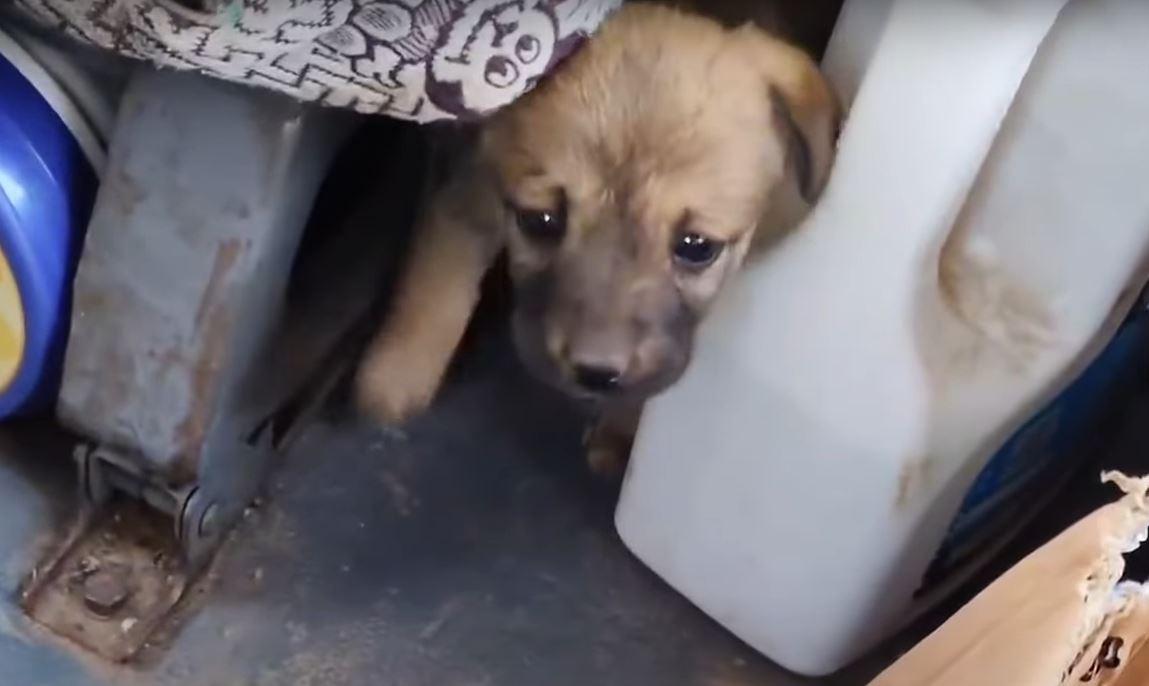 Unsure of where the tiny pup came from, ...