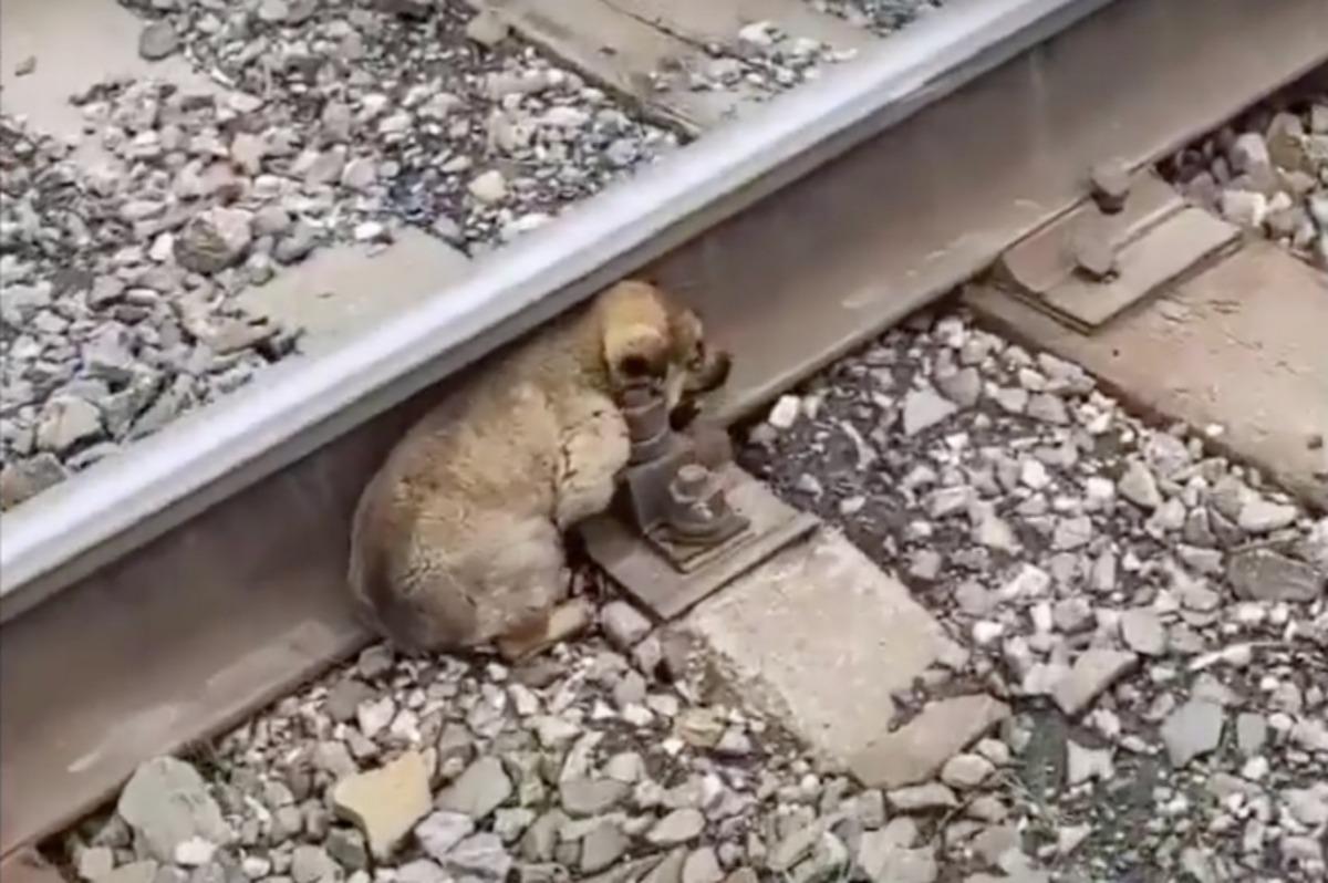 It was evident that the puppy had been a...