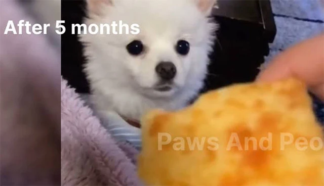 This puppy, once lost and desolate, has ...