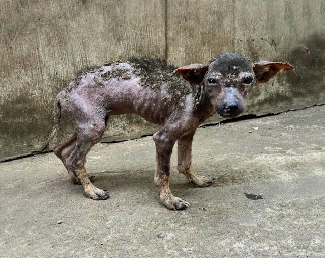 At just six weeks old, Mochi was unprepa...