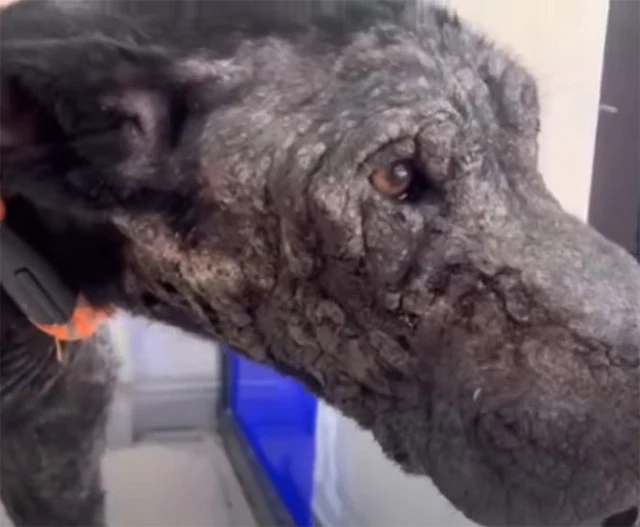 Despite its pain and fear, the dog was e...
