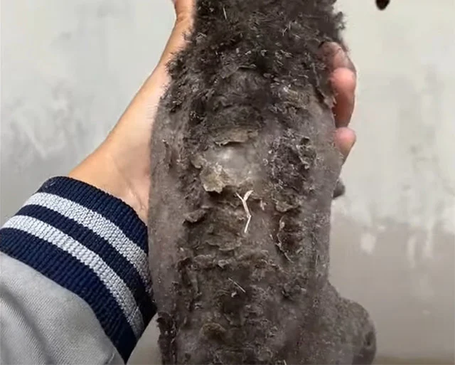 Once in their care, Mochi became the cen...