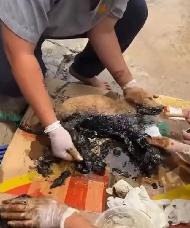 Extra image from article