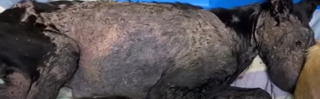 Every day demonstrated the dog's bravery...