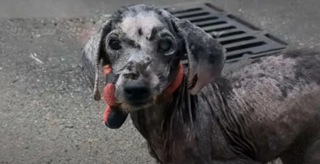 Within a mere three months, the dogs und...