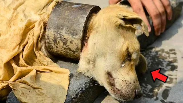Once the collar was taken off, veterinar...