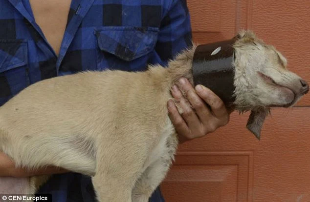 Many Chinese people enjoy consuming dog ...
