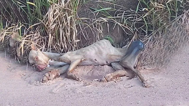To stabilize her, the veterinary team pl...