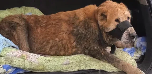 Eric's road to recovery is difficult and...