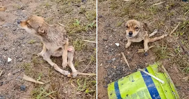 Charlotte had been stuck in a mortar can...