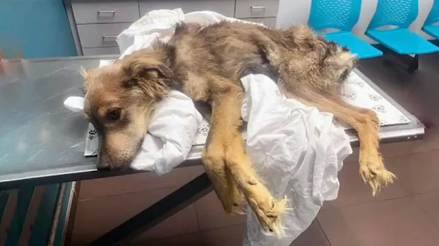 The caring individual took the dog to a ...