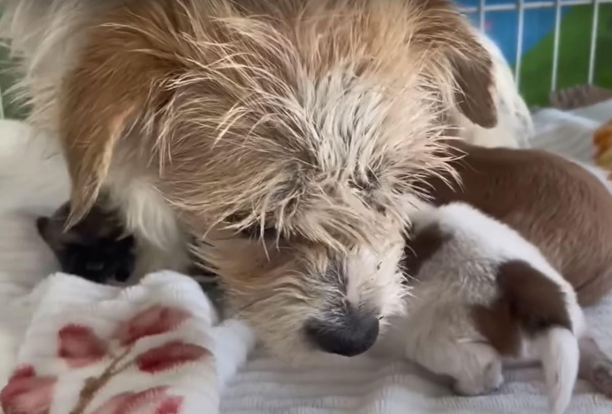 Tragically, four out of the five puppies...