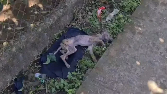 How this puppy ended up in such a dire s...