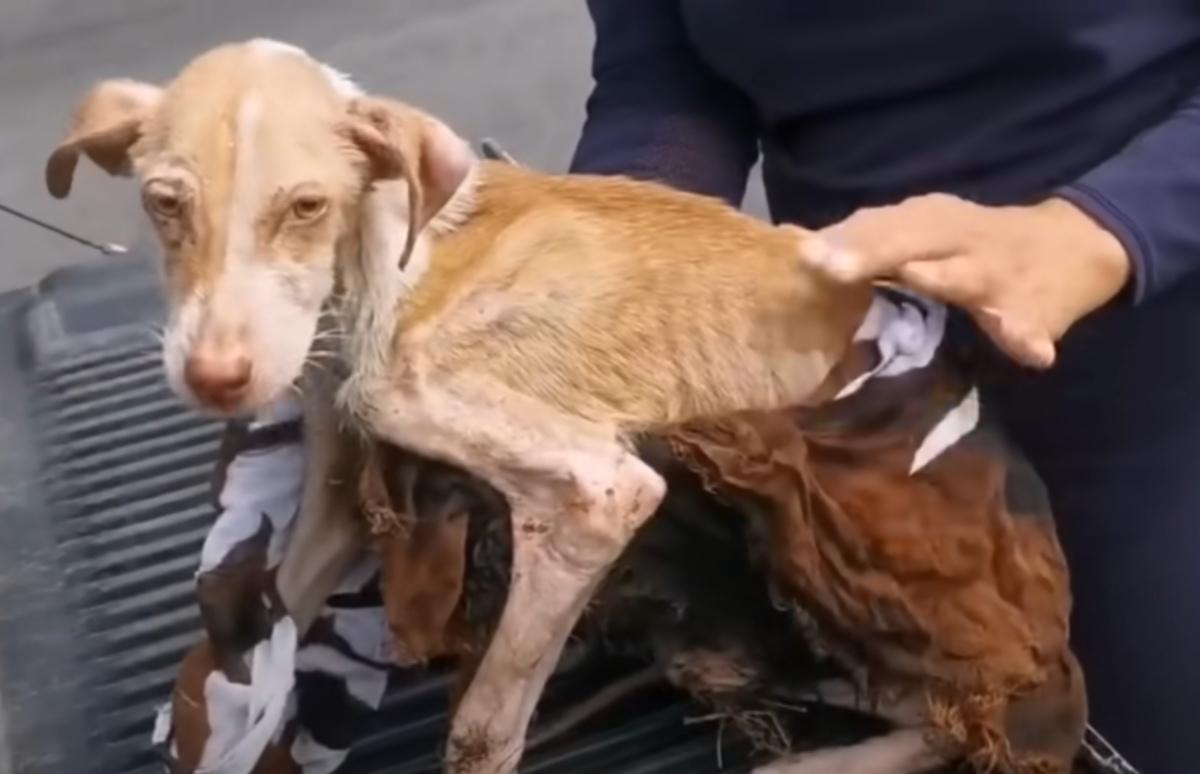 The sight of the dog stunned the veterin...
