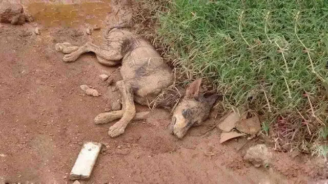 Unfortunately, this caring mother fell s...