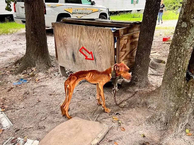 The dog's condition was alarming. Severe...