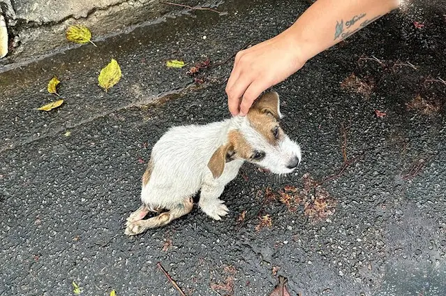When I first came across the puppy, who ...
