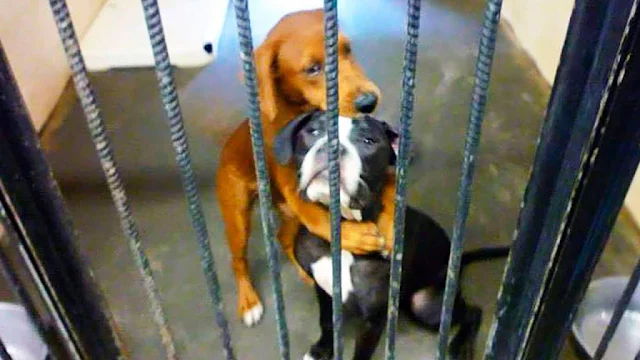 Among these hopeful creatures were two d...