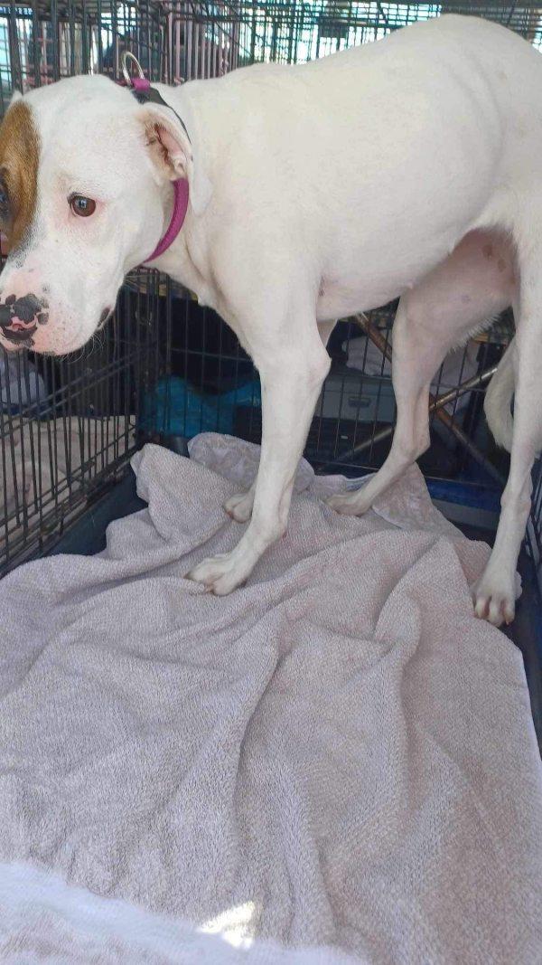 Without delay, Imelda was rescued from t...