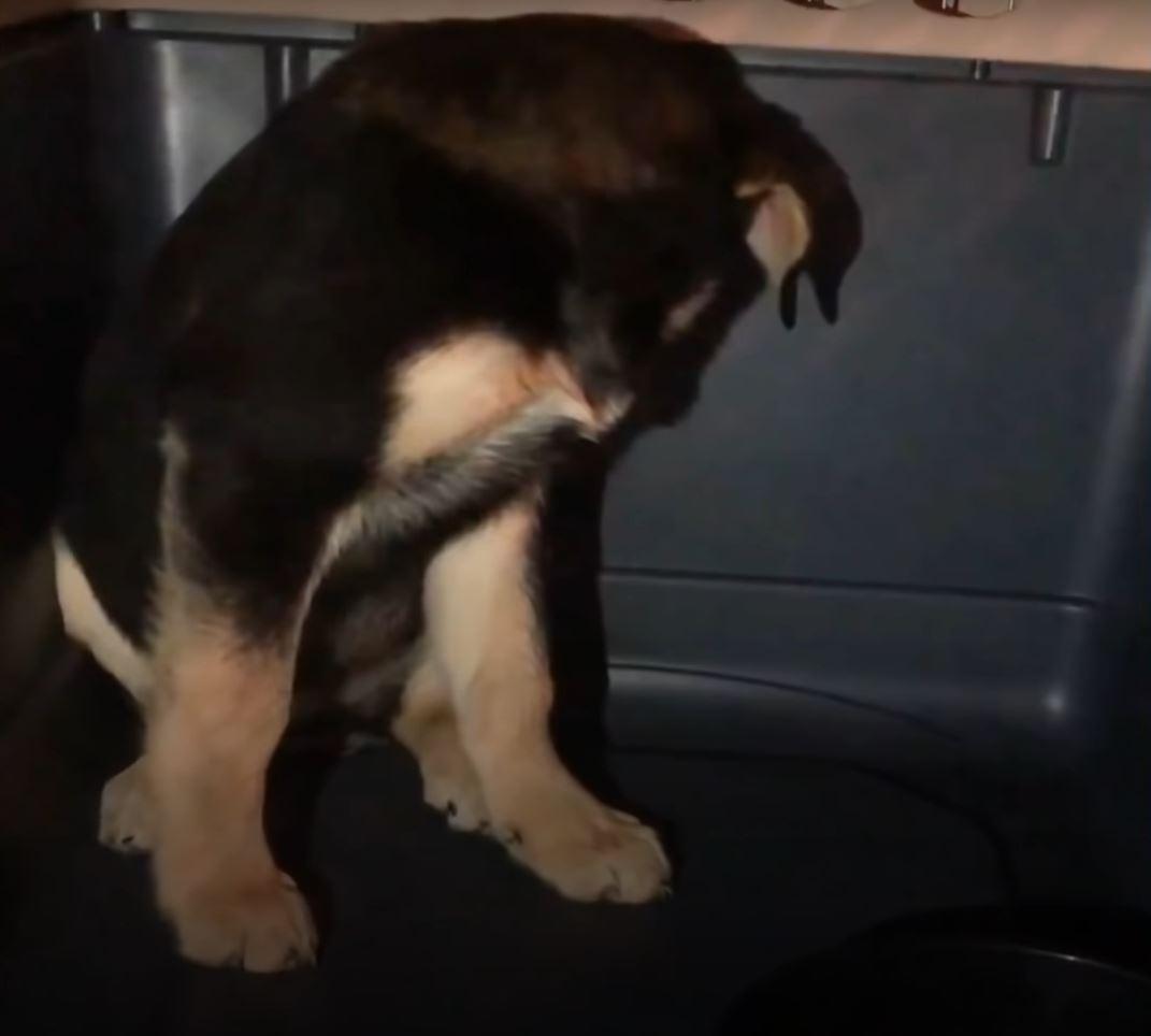 The following day, the puppy showed no s...